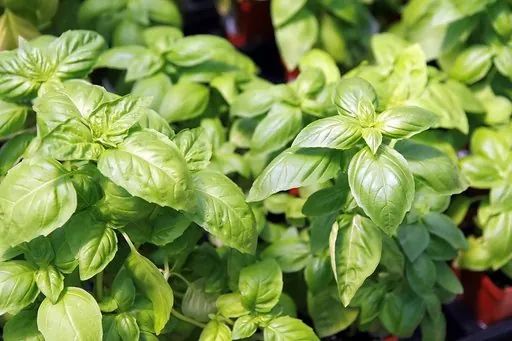 Produits de saison