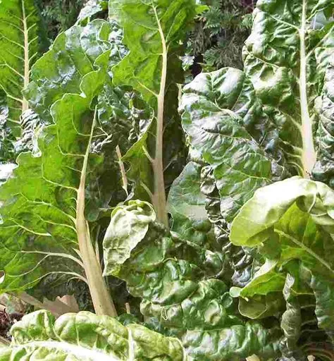 Produits de saison