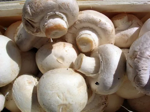 Produits de saison