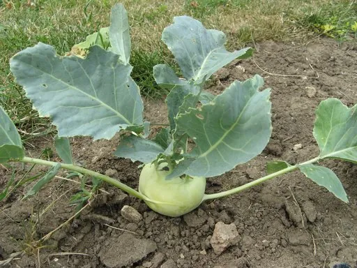 Produits de saison