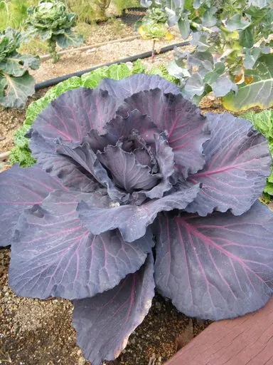 Produits de saison