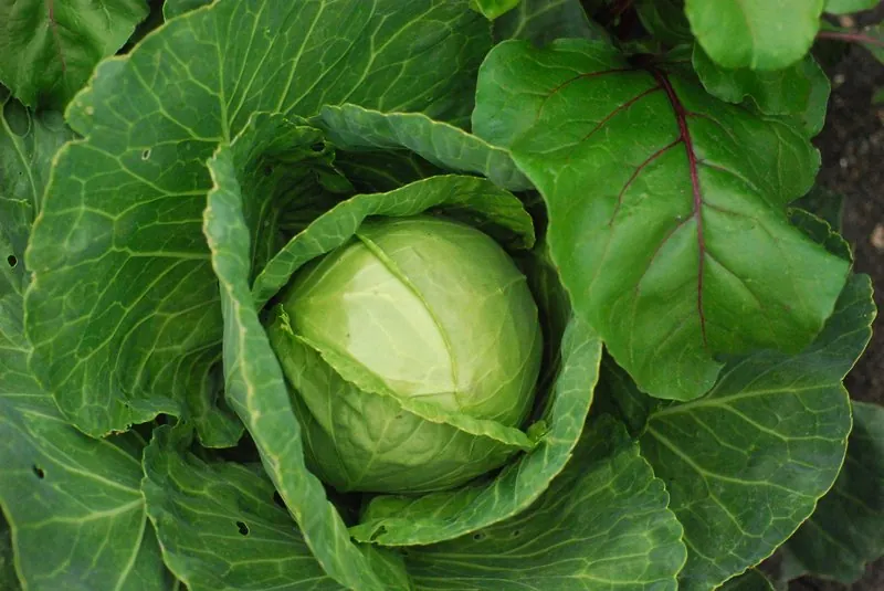 Produits de saison