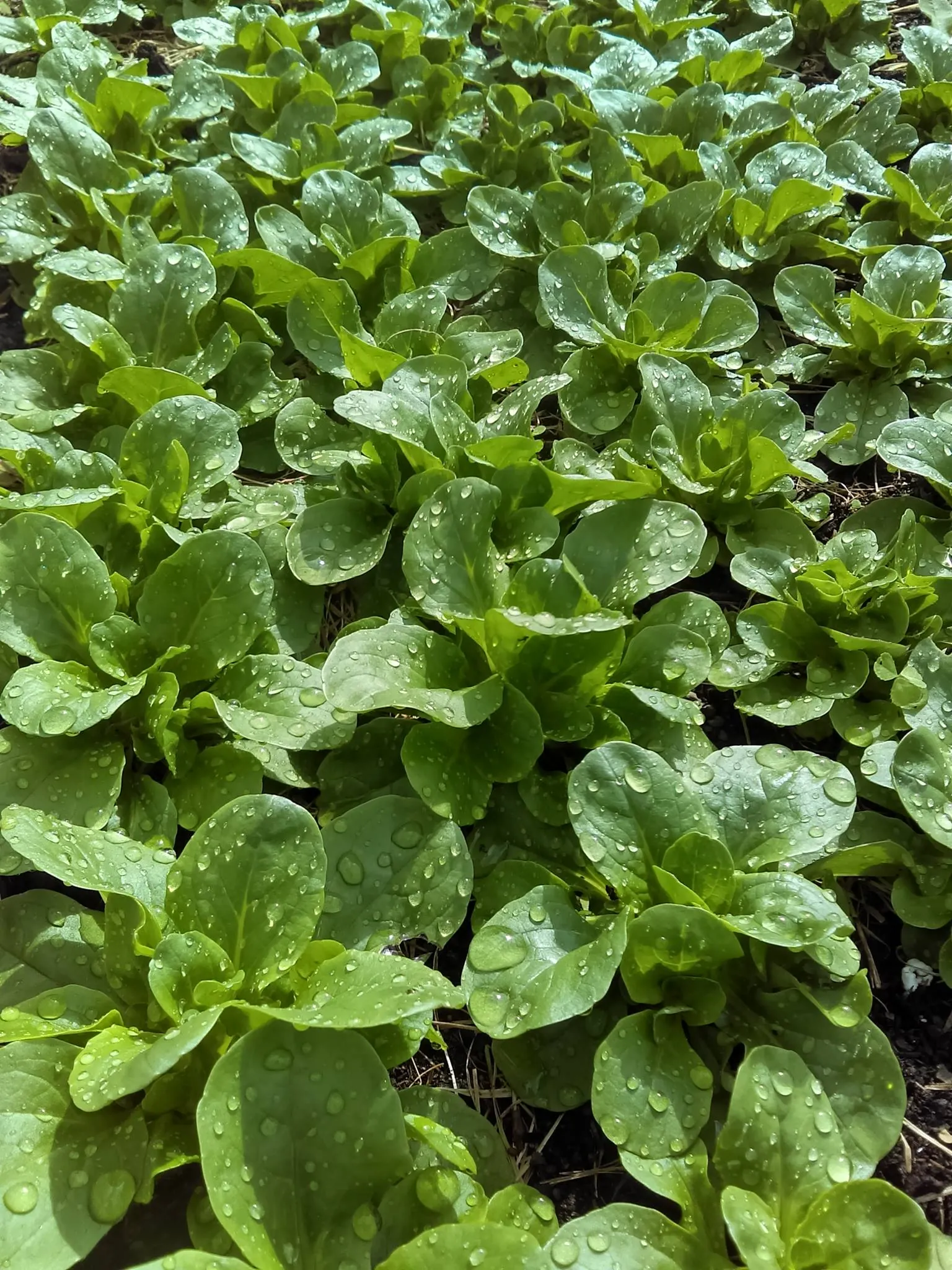 Produits de saison