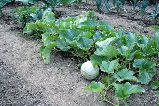 Produits de saison