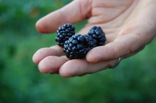 Produits de saison