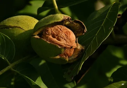 Produits de saison