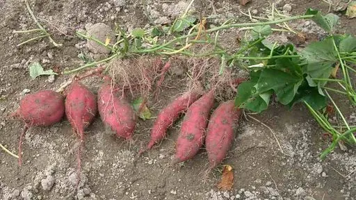 Produits de saison