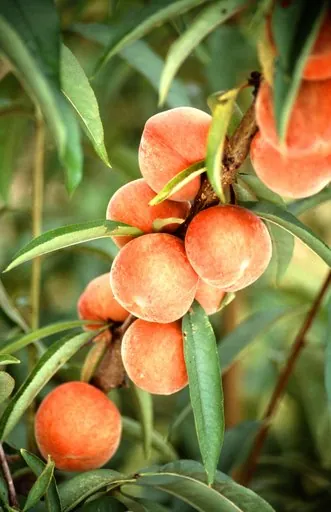 Produits de saison