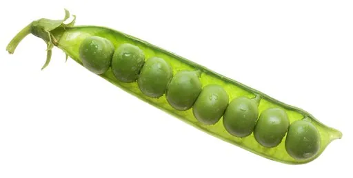 Produits de saison
