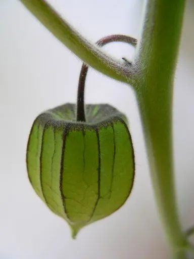Produits de saison