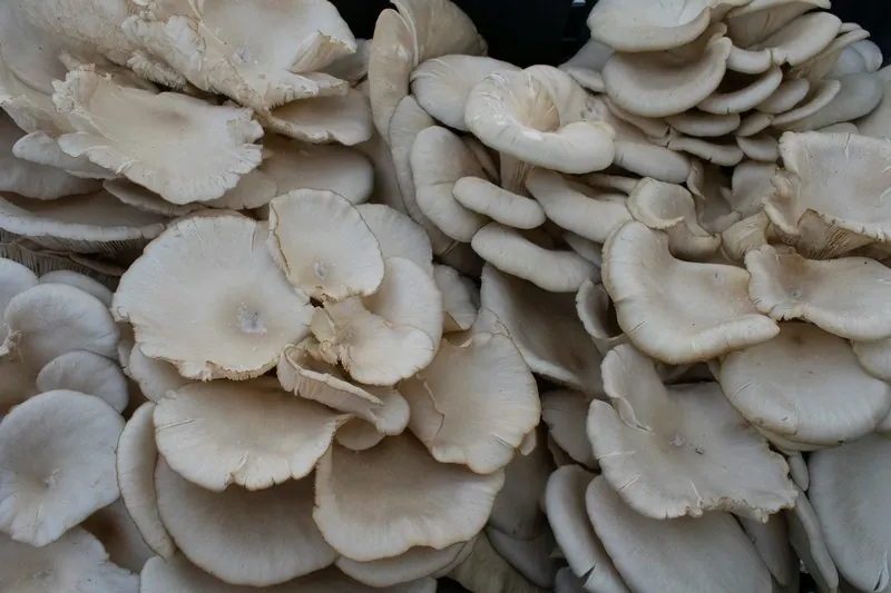 Produits de saison