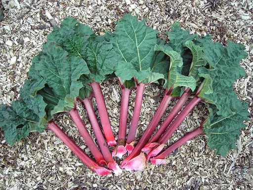 Produits de saison